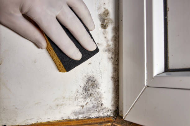 Best Water Damage & Mold Remediation  in Grantsburg, WI