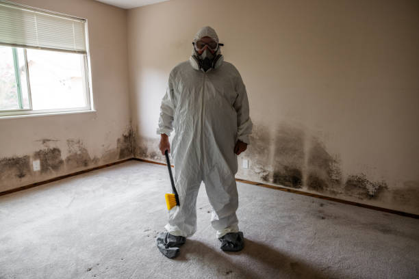 Professional Mold Removal in Grantsburg, WI